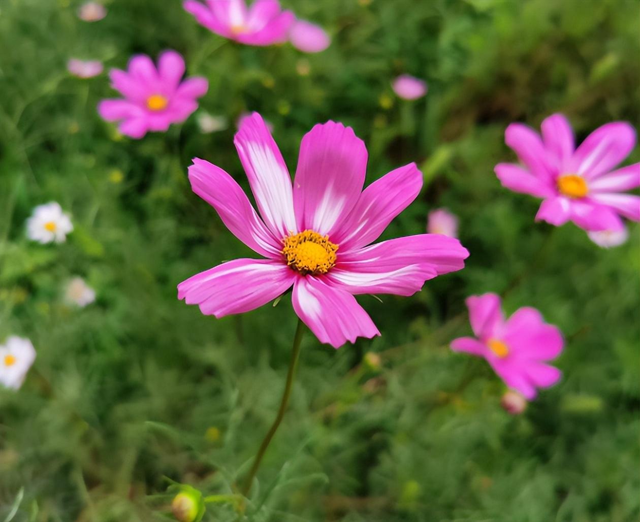 格桑花种子的种植方法（详解格桑花种植要求）