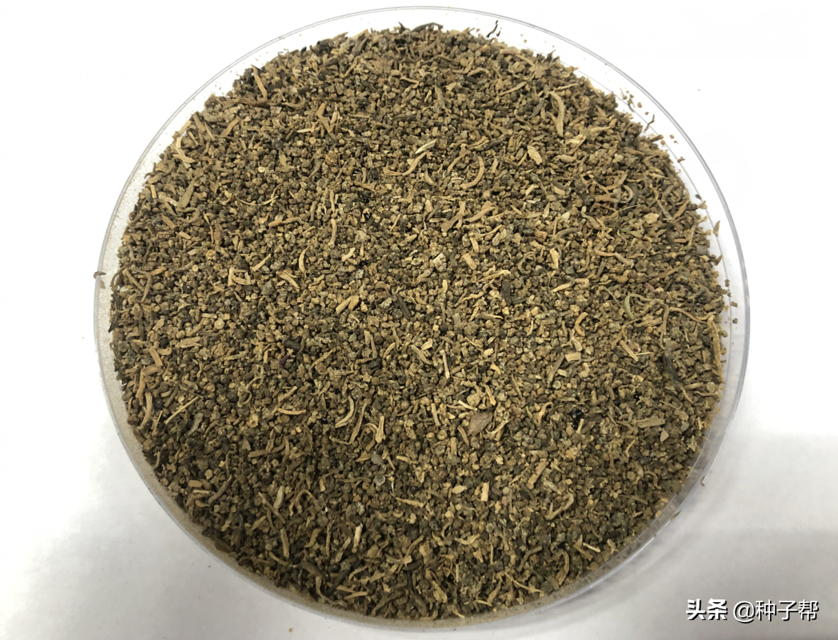 碱蓬草是什么植物(详解碱蓬草的栽培技术)