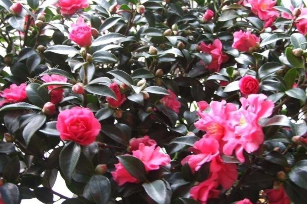冬天开什么花常见(北方冬季耐寒植物花卉)
