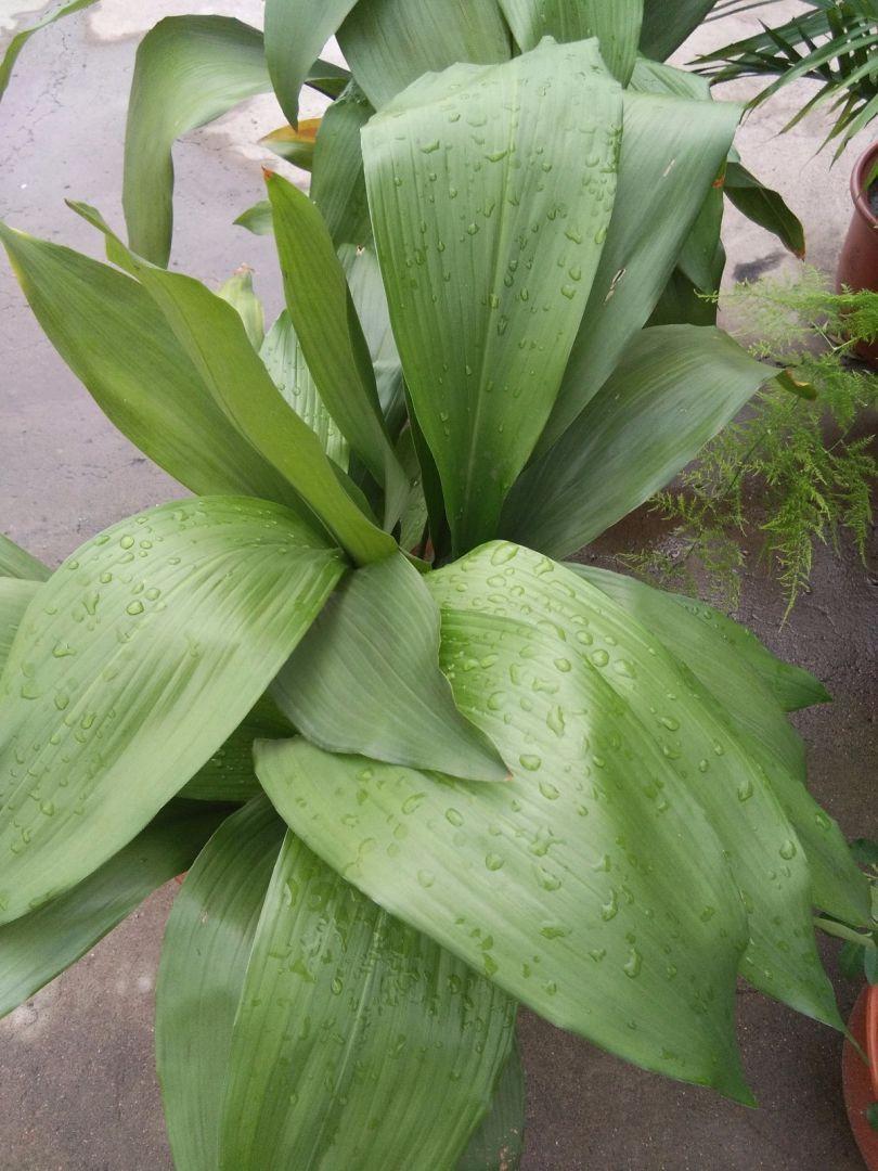 家里养什么花好养活(吸甲醛最快最有效的植物)