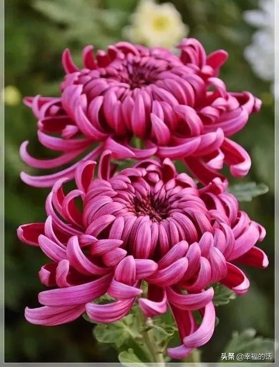 花中四君子是指什么花(梅兰竹菊四君子代表的意义)