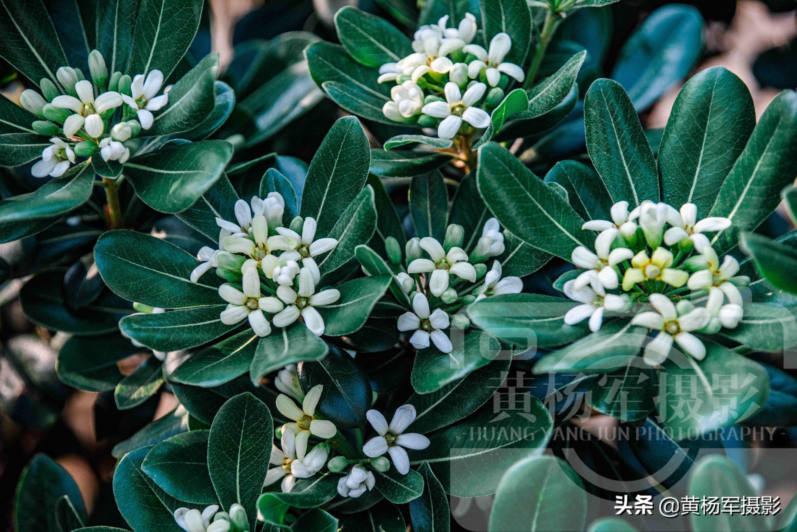 海桐花几月份开花(海桐的花语和象征)