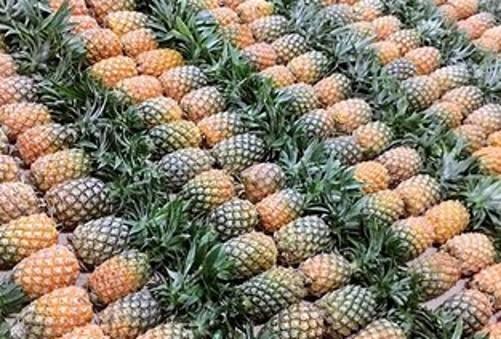 菠萝怎么种植方法和条件(菠萝栽培技术与方法)