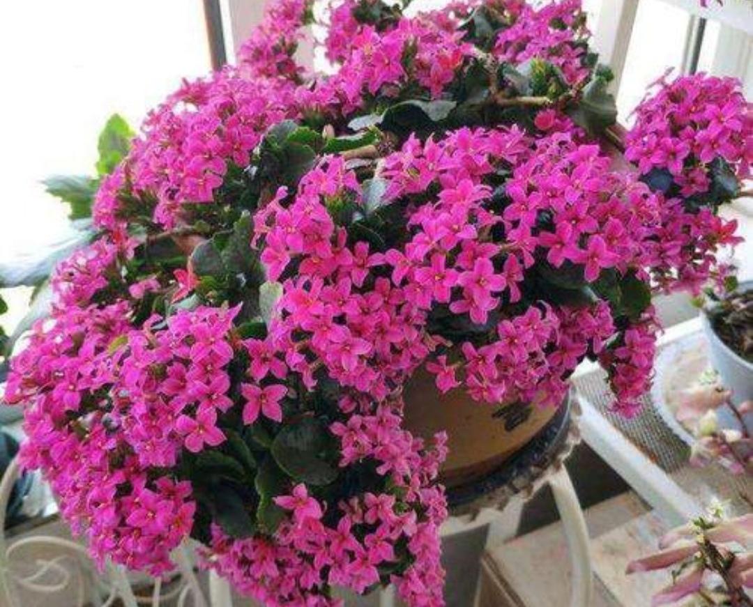 冬天开什么花常见(北方冬季耐寒植物花卉)