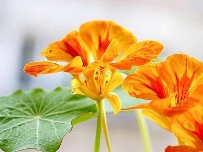 旱金莲的种植方法及注意事项