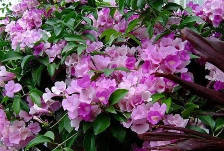 冬天室内开花的花卉植物有哪些品种(最耐阴的室内植物大型)