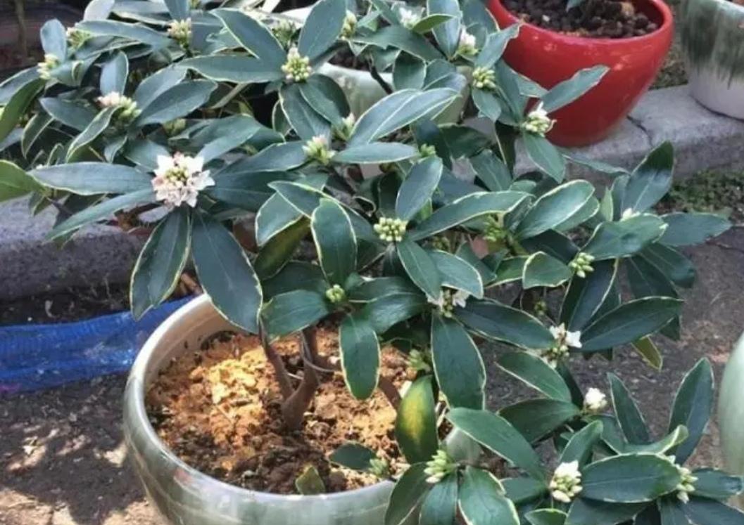 冬天开什么花常见(北方冬季耐寒植物花卉)