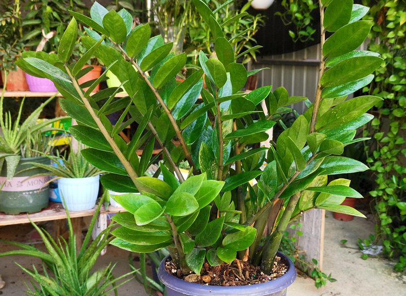 室内绿植什么最好养(适合客厅放的绿植)