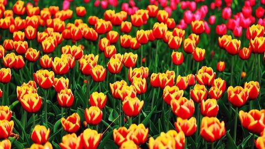 荷兰的国花是什么花(荷兰正式宣布的国花)