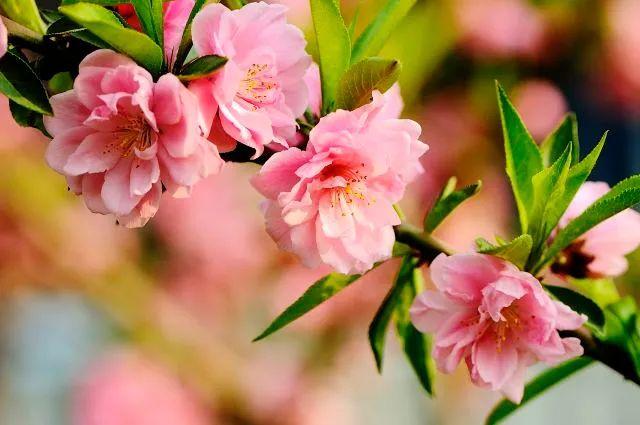 冬樱花几月开(各种樱花品种介绍)