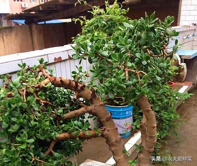 厚脸皮适合在室内养么