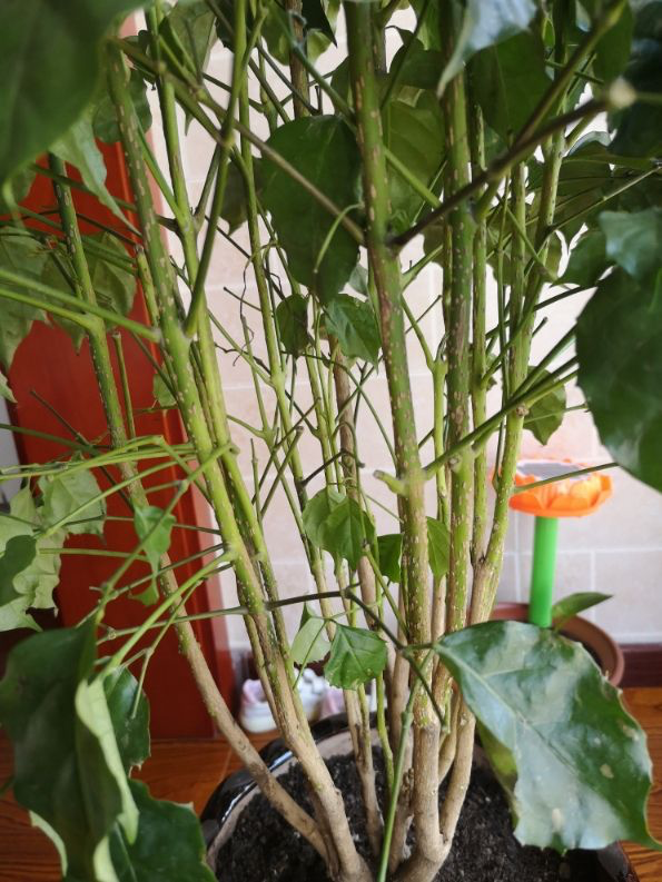 最耐阴的十大室内植物花名(客厅最好养的大型绿植)