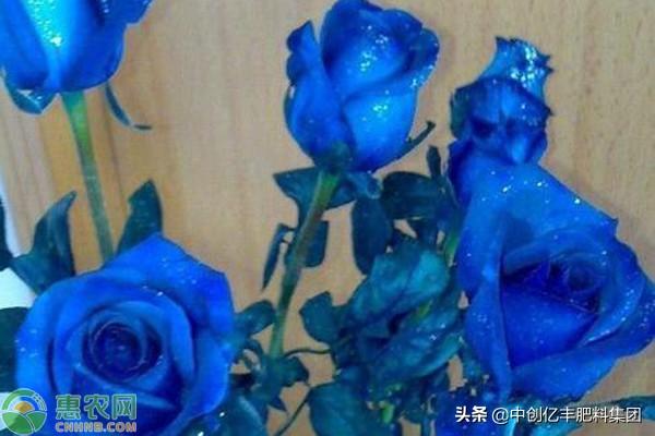 蓝色妖姬的花语的象征意义(详解蓝色妖姬的养殖要点)