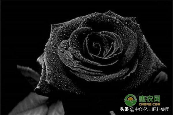 黑色玫瑰花语是什么(浅谈黑玫瑰的养殖技术)