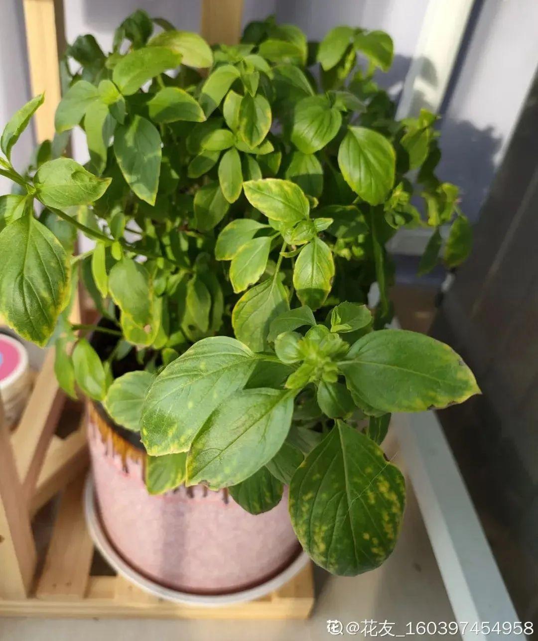 卧室放什么植物最好健康(适合放在卧室的植物和花)