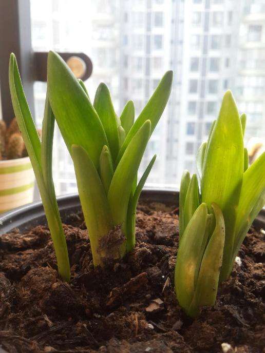 风信子开完花后怎么办