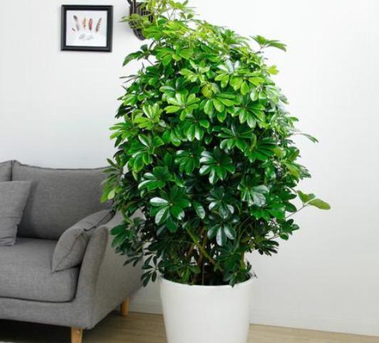 鹅掌木怎么养才会茂盛