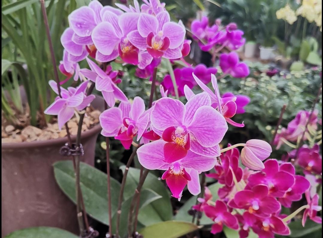 冬天开什么花常见(北方冬季耐寒植物花卉)