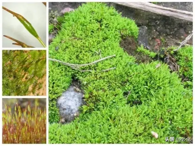 苔藓类植物有哪些(最好养的苔藓排行)