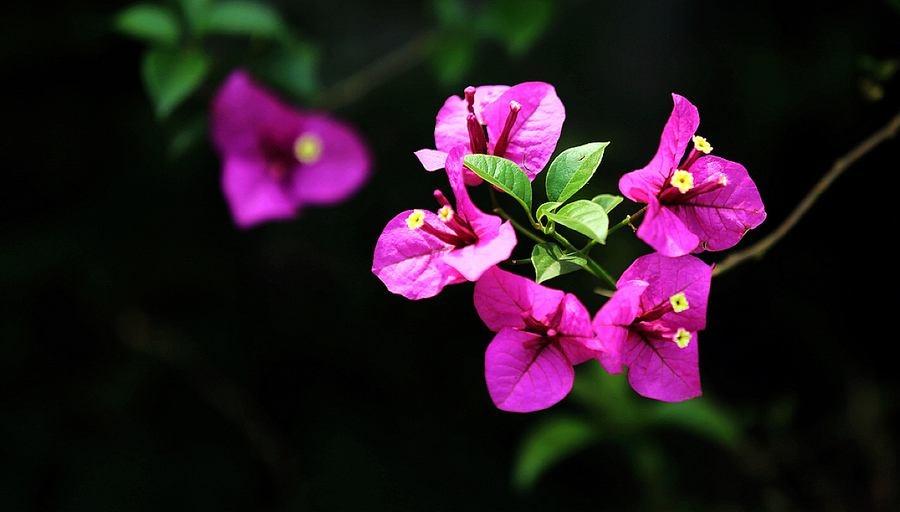 光叶子花的养殖方法(了解光叶子花和三角梅的区别)