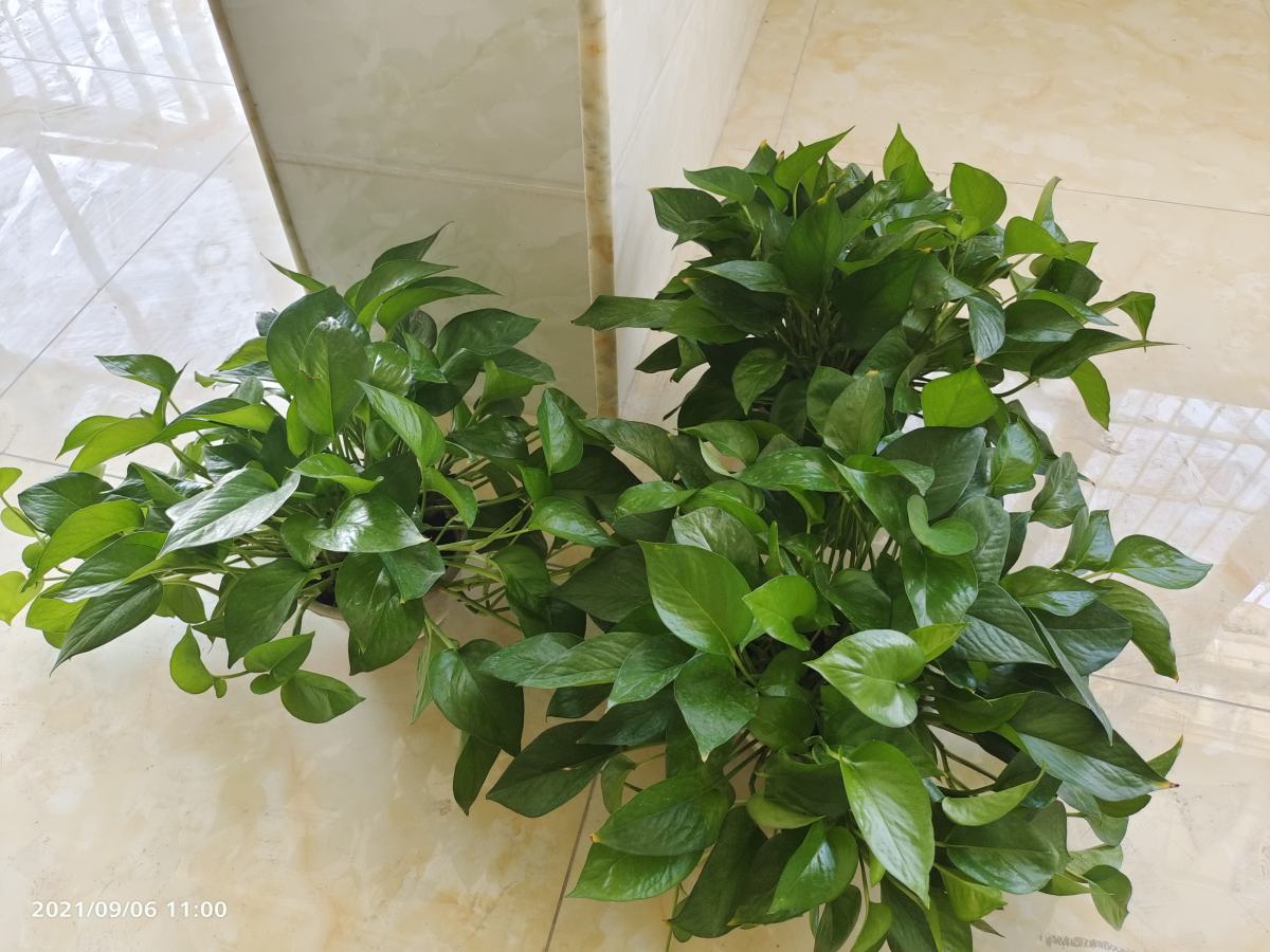适合室内养的花和植物(净化空气吸甲醛植物排名)