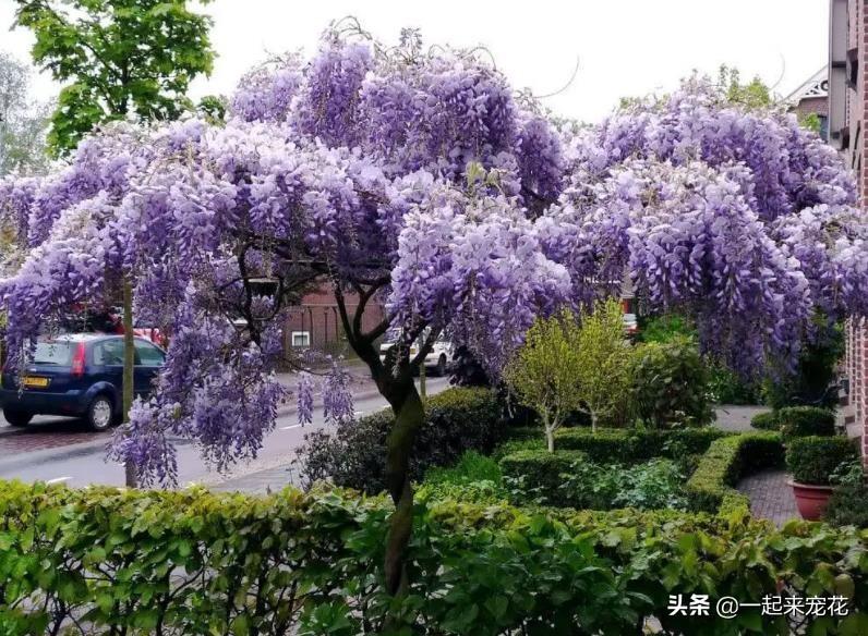 木本花卉有哪些品种(适合室内养的木本植物)