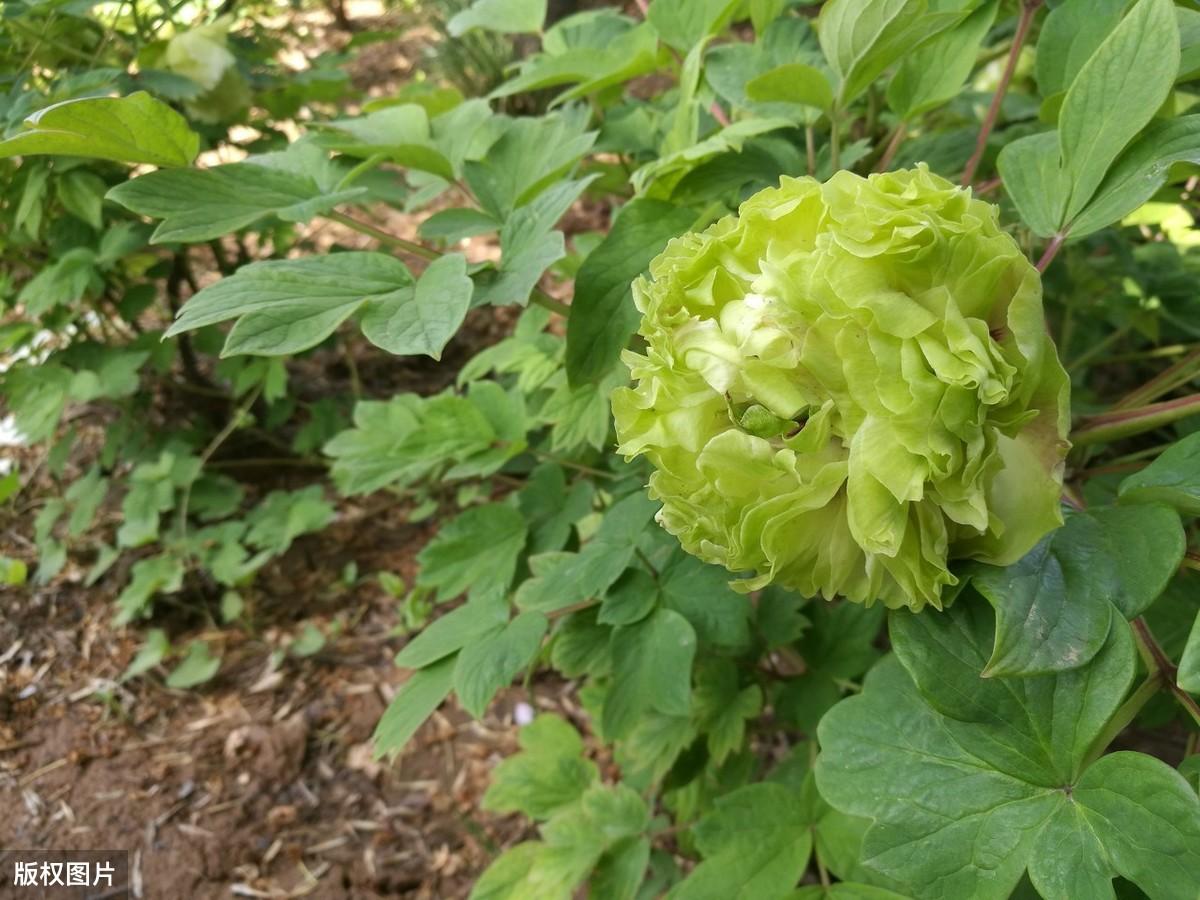 绿色的花有哪些及花名(常见的5种绿色花)