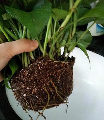 绿萝用什么土最好养