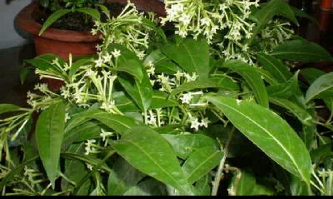 夜香树的养殖方法（驱蚊树木排行榜）