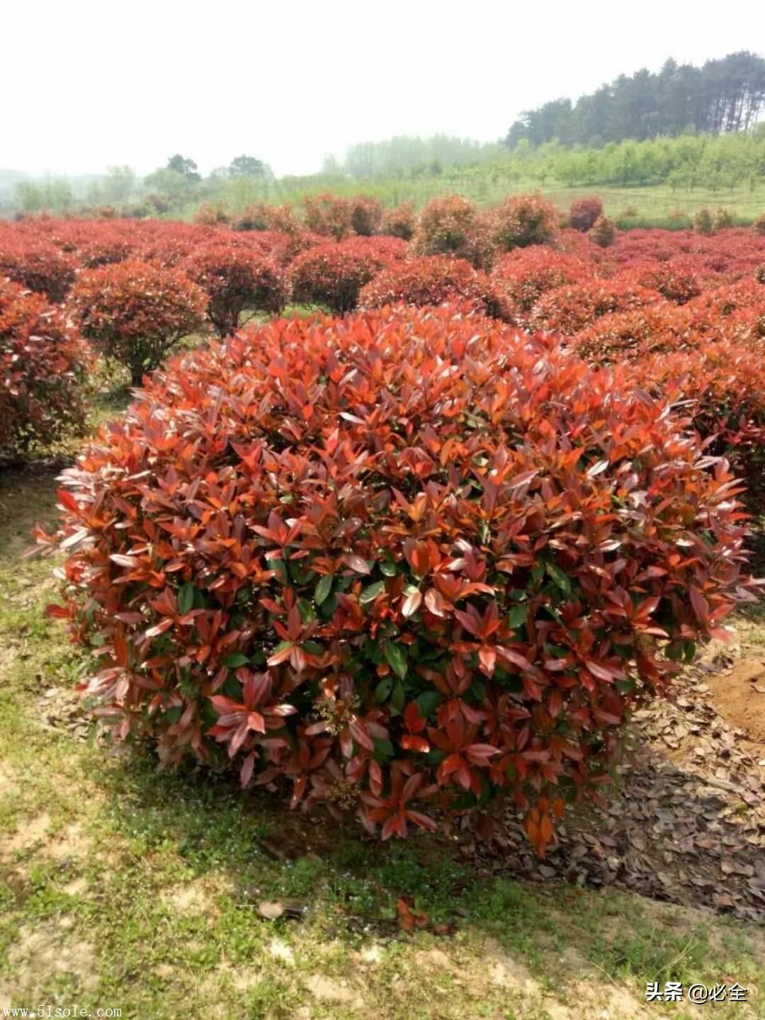 灌木有哪些树种(小区灌木植物大全)