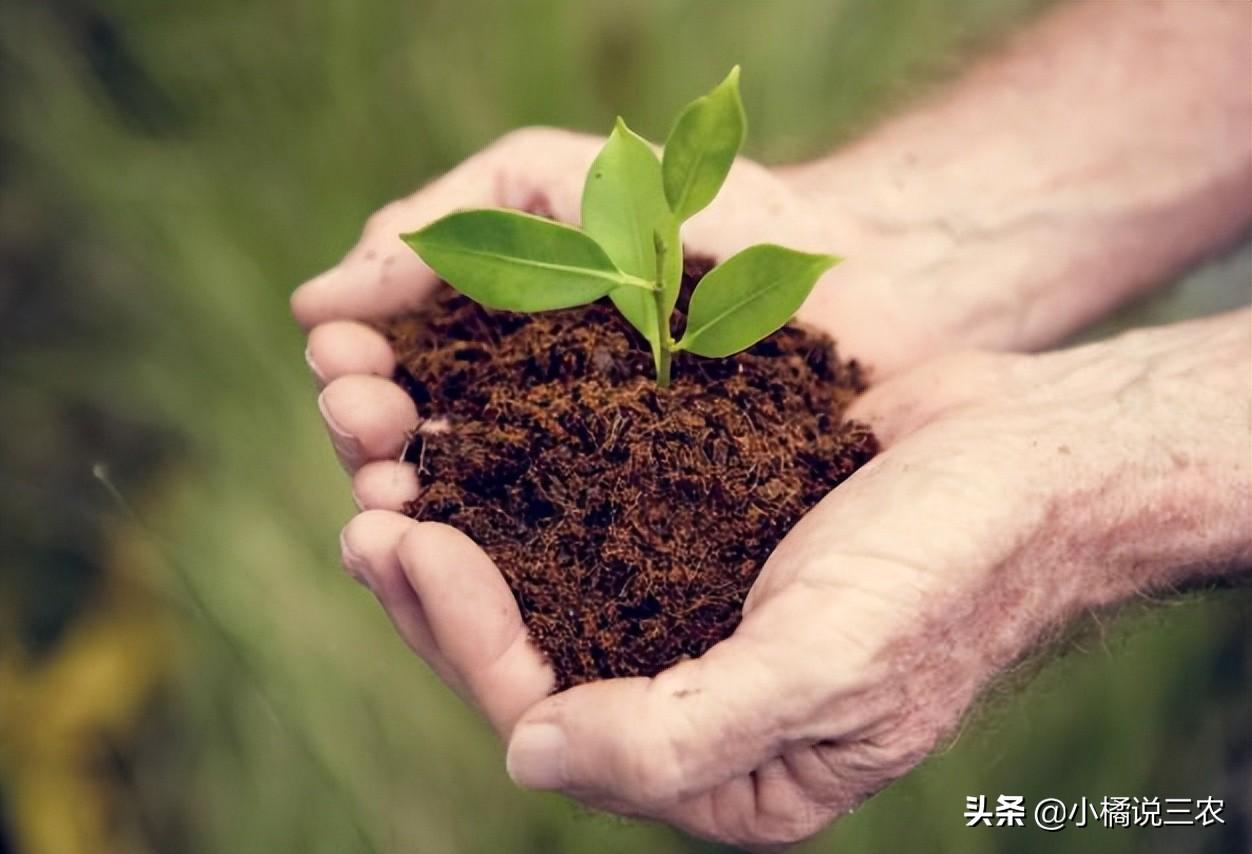 土壤保护有哪些（改良土壤最好的方法）