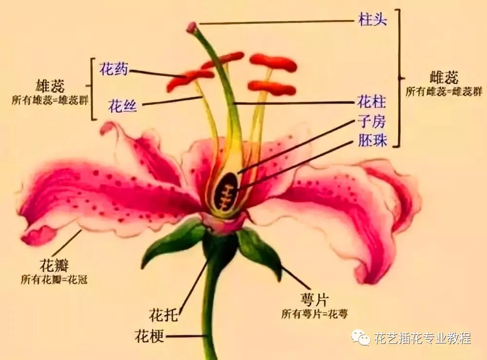 花朵的结构及功能(花的各部分结构和特点)