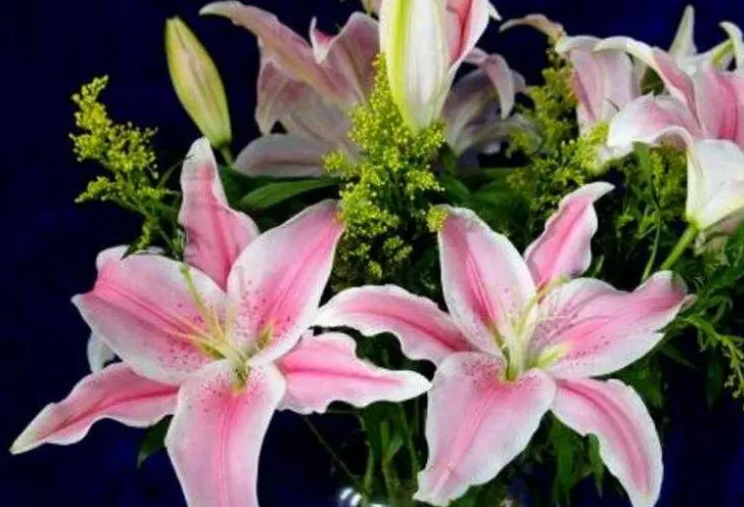 香水百合花语和寓意(百合花的种植和养殖方法)