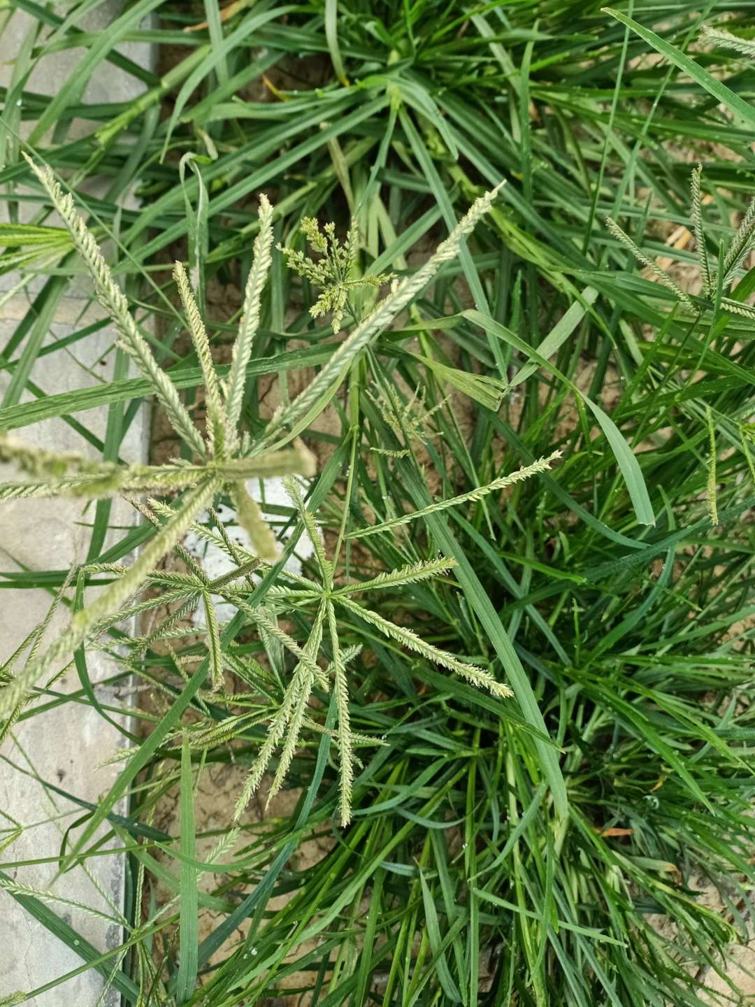 一年生草本植物名称大全