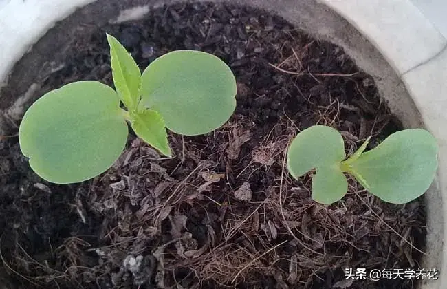 凤仙花的生长过程图片(凤仙花的生长变化记录)