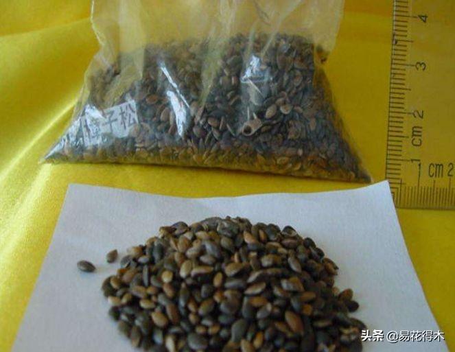跳舞草属于什么科(常见有趣的植物)