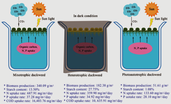 异养和自养有哪些(举例异养生物和自养生物)