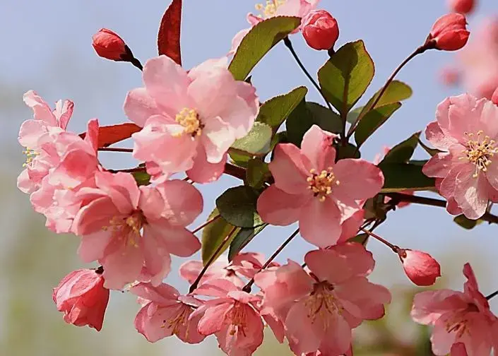 三月开什么花什么特点(盘点三月份开花的植物)