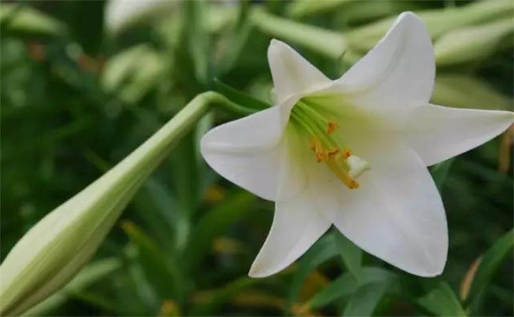 白百合花代表什么象征意义(详解送白百合花代表的含义)