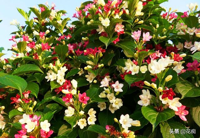五彩锦带树花期多长(五彩锦带适合的地区种植)