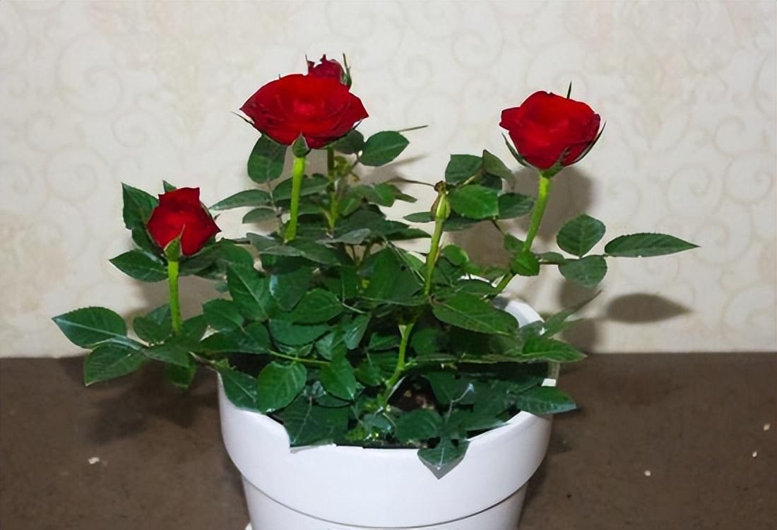 玫瑰花种稙怎样能种好