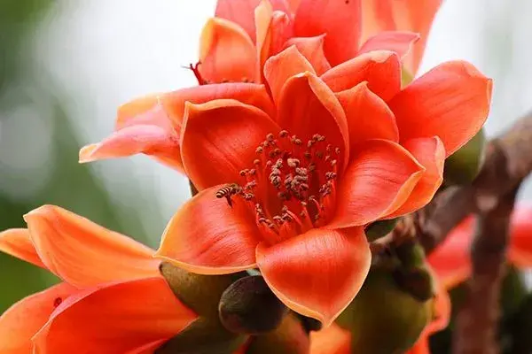 三月开什么花什么特点(盘点三月份开花的植物)