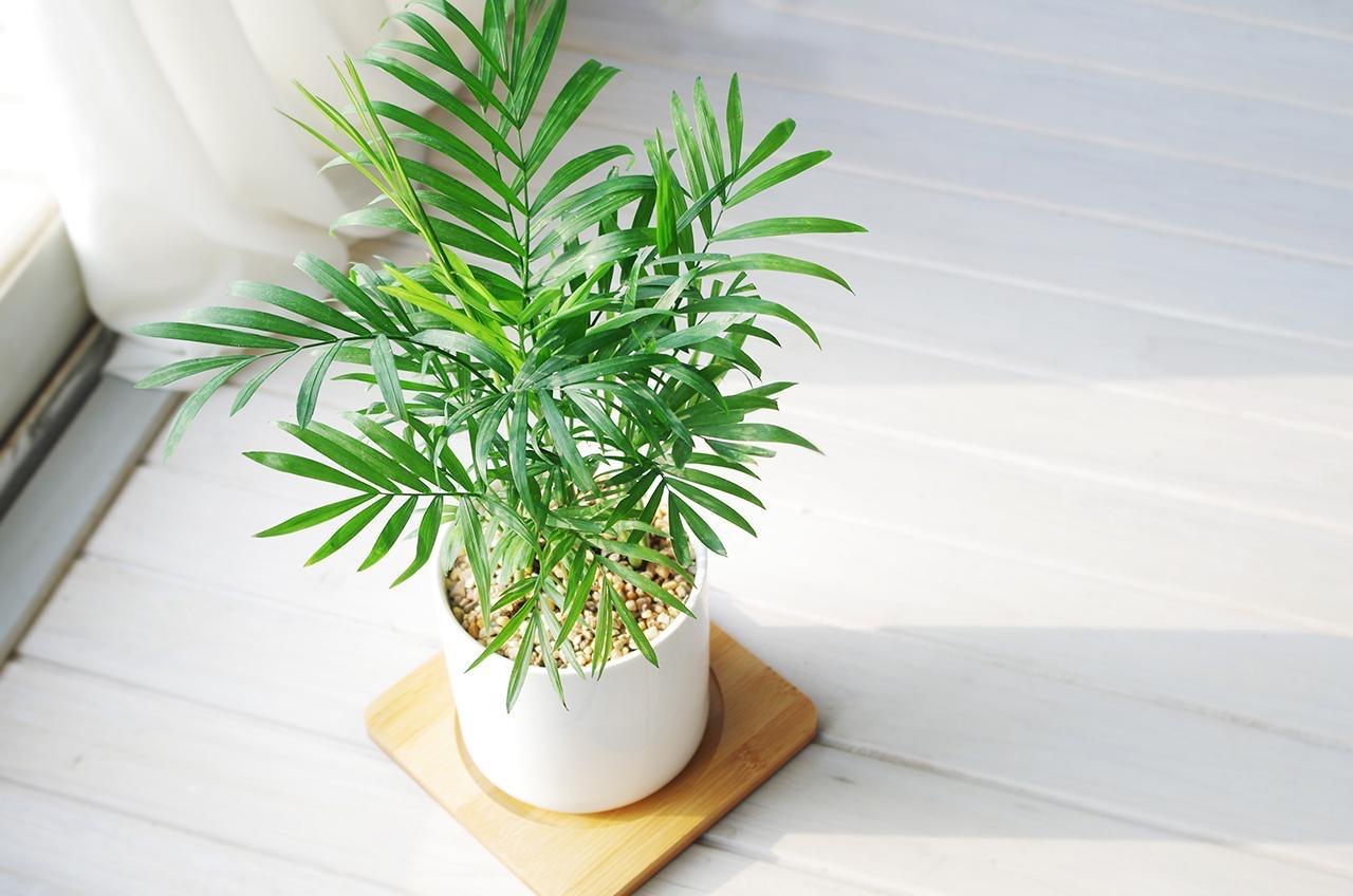 喜阳的室内植物花卉有哪些种类(放阳台耐热耐晒植物又好养)