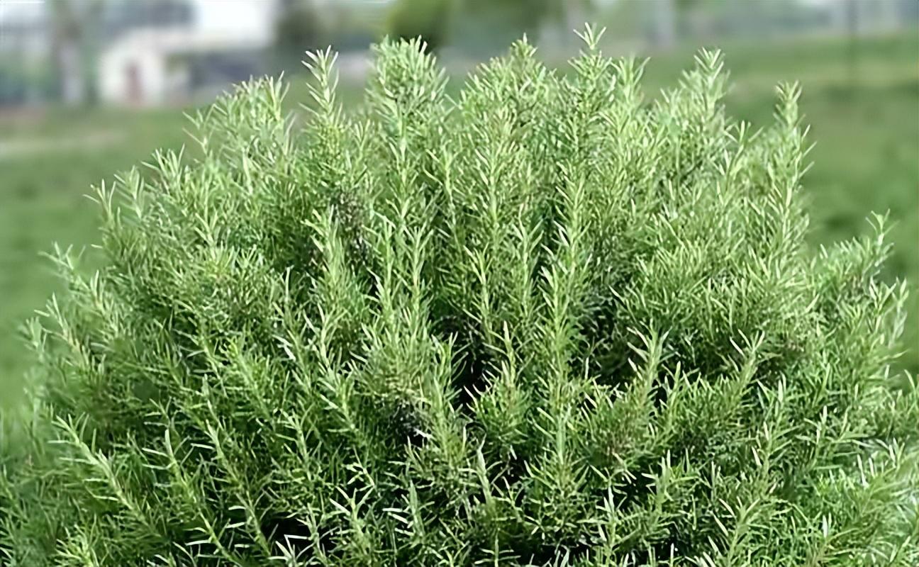 驱蚊植物哪种最好(驱蚊植物排行榜)