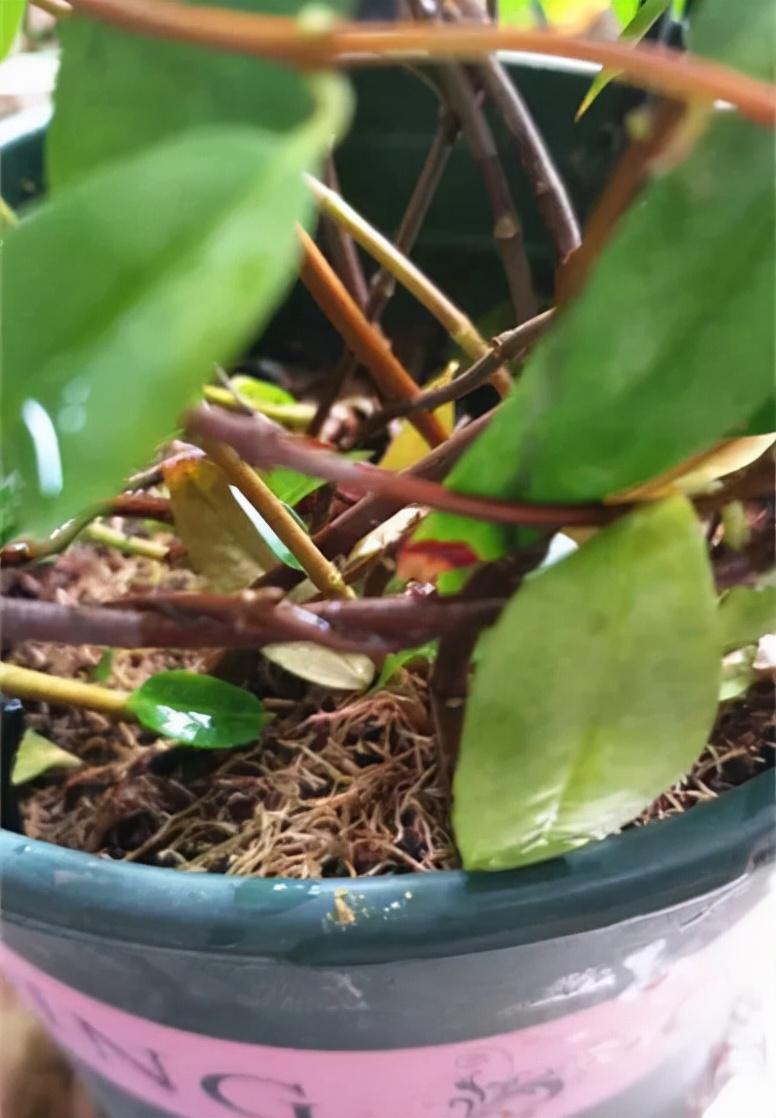 法国香水藤茉莉怎么养(室内最好养的喜阴绿植)