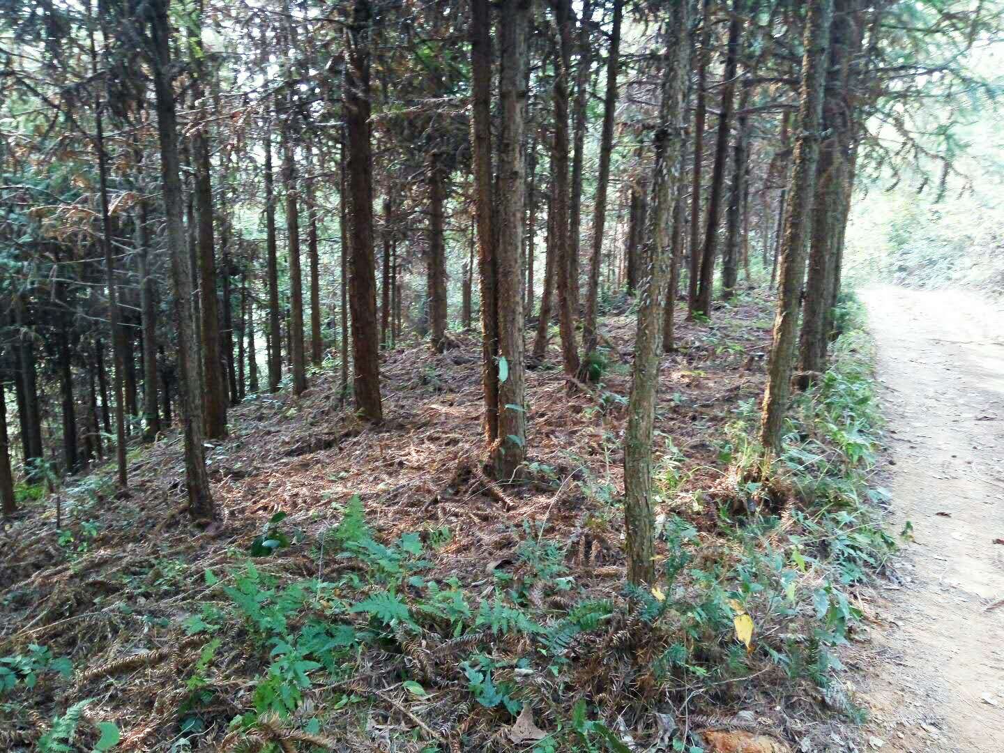 杉树种植技术与管理（水杉树苗的种植方法）
