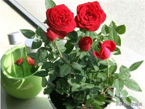 玫瑰花是哪个季节开的