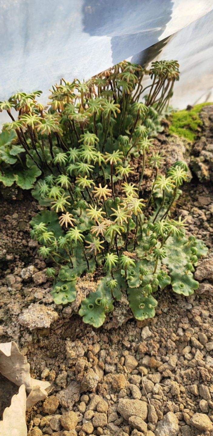 地钱是什么植物（地钱草品种介绍）
