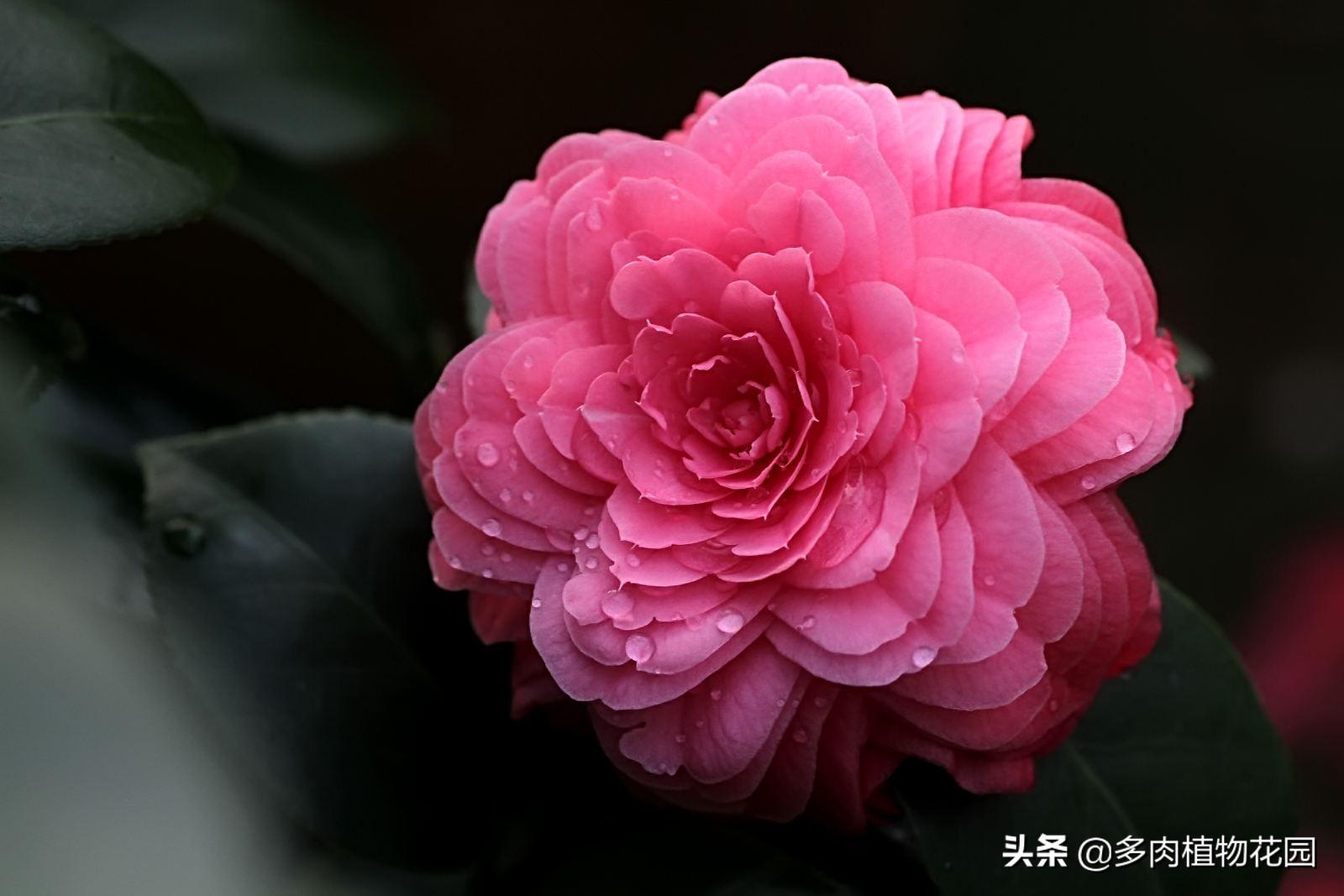 中国十大名花的象征意义(室内花卉品种植物大全)