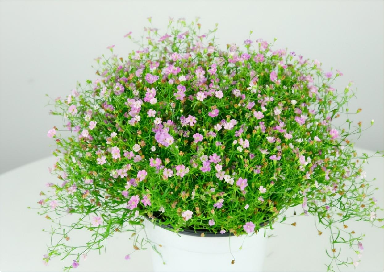 鲜花种类名称（花店常用鲜花品种）